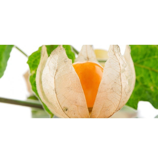 Ashwagandha Organica en polvo, 200g